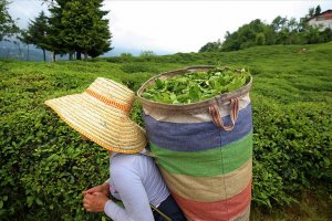 Organik yaş çay taban fiyatı 5,80 TL oldu