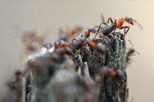 'Orman gönüllüsü' kırmızı karıncalar