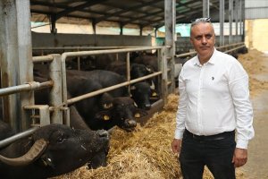 Manda çiftliğinin müdürü İtalyan enişte: 'Türkiye'ye hayran'