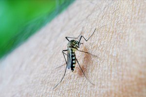 'Sivrisinekler erkekleri neden daha çok ısırıyor'