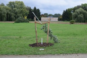 Almanya'da NSU kurbanı anısına dikilen ağacı kestiler