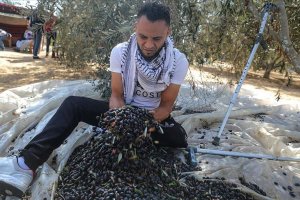İsrail askerinin sakat bıraktığı Filistinlilere uzanan 'Zeytin dalı'