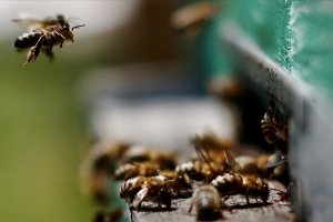 Doğa yürüyüşünde arıların saldırısına uğradılar