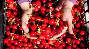 Çin'e kiraz ihracatının önündeki engellerin kaldırılmasıyla temmuzda ihracatına başlanan Türk