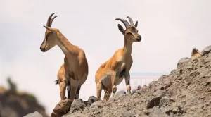 Bingöl Doğa Koruma ve Milli Parklar Şube Müdürlüğü ekipleri, Şeytan