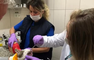 Osmangazi Belediyesi, koronavirüs salgınında sokak hayvanlarının bakım, beslenme ve tedavilerine
