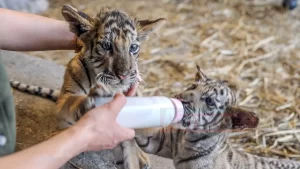 Aslan, Sibirya kaplanı, Bengal kaplanı, karakulak, vaşak, puma, siyah leopar