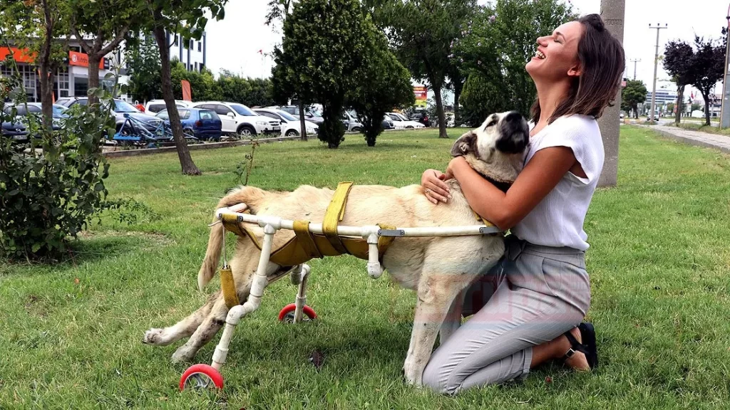 Yürüyemeyen köpeğe kendi elleriyle yürüteç yaptı