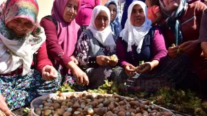 Kahramanmaraş'ın Onikişubat ilçesine bağlı Kalekaya köyündeki fındık hasadından 90 ton