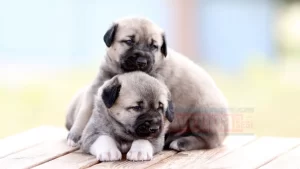 Sivas'ta Kangal köpeği yetiştiricisi Hüseyin Yıldız'ın 4 yaşındaki oğlu Muhammed