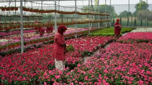 Balıkesir'in Edremit ilçesinde yapımına başlanan Süs Bitkileri Tarıma Dayalı İhtisas
