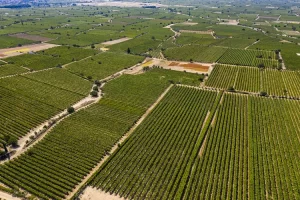 Soframızın tadı üzüm ihracatında hedef 180 milyon dolar