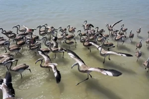 Allı turna olarak da bilinen flamingoların Türkiye'deki iki üreme sahasından