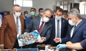 Bursa Büyükşehir Belediyesi, dünyanın en kaliteli inciri kabul edilen ve