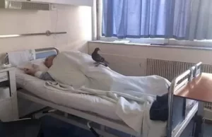 Bir güvercin her gün kendisine parkta yem veren kişiyi hastanede