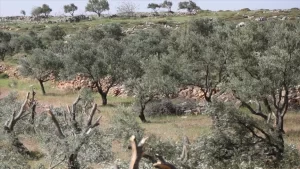 Yahudi yerleşimciler, işgal altındaki Batı Şeria'nın Ramallah kentinde Filistinlilere ait