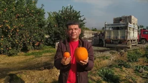 Adana'nın Kozan ilçesinde narenciye bahçesinde yetişen 1 kilo 260 gramlık