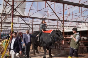  Muğla'nın Seydikemer ilçesinde noter ile yetkililer huzurunda kesilen bir