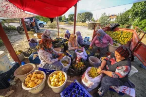 Denizli'nin Honaz ilçesinde 13 bin dekar arazide üretilen yaş ve