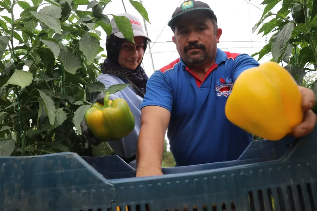 Burdur'un Kaliforniya biberi birçok ülkeye ihraç ediliyor