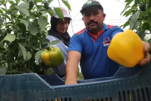 Burdur'un Gölhisar ilçelerinde seralarda üretilen, lezzetinin yanı sıra zengin C