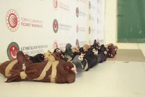  Ticaret Bakanlığı Gümrük Muhafaza ekipleri, Kapıkule Gümrük Kapısı'nda ülkeye
