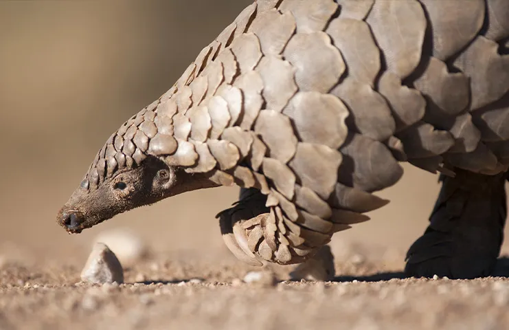 Dünyanın en fazla kaçakçılığı yapılan hayvanı: Pangolin