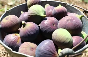 Uludağ Yaş Meyve Sebze İhracatçıları Birliği, Ticaret Bakanlığının desteğiyle ocak