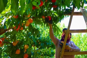 Bursa Bölgesi Köy Kalkınma ve Diğer Tarımsal Amaçlı Kooperatif Birliği