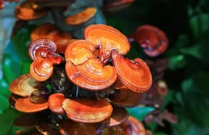 Kilogramı 200 dolara satılan Ganoderma tozu, Çin'de 2000 yılı aşkın