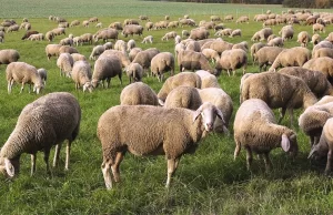 Eyalet genelinde çiçek hastalığı nedeniyle 32 bin küçükbaş hayvan itlaf