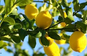 Limonun tansiyon üzerindeki etkisi, özellikle yüksek tansiyonu olanlar arasında sıkça