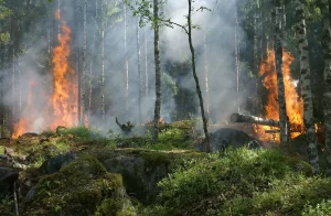 Almanya’nın Saksonya-Anhalt eyaletinde Harz Dağları'nda çıkan orman yangınından dolayı acil