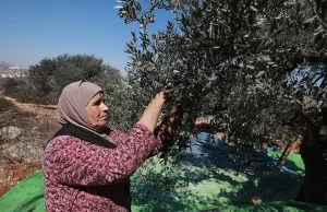 İsrail işgali altındaki Batı Şeria'da ikamet eden Filistinli çiftçiler, coşkuyla