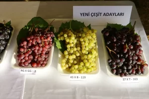 Tekirdağ'da Süleymanpaşa Belediyesi ve Tekirdağ Bağcılık Araştırma Enstitüsü Müdürlüğünce "Bağ