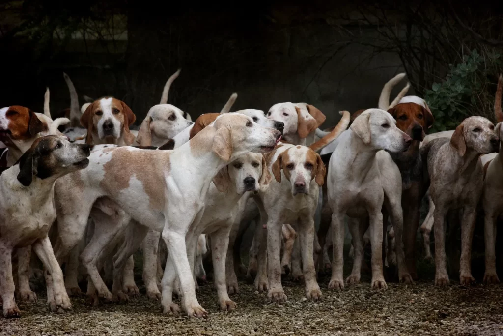 Hindistan'da eyalet hükümetinin kararı ile köpek eti satışı yasaklandı