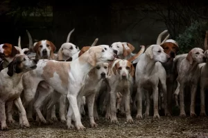 Hindistan'ın kuzeydoğusundaki Nagaland eyaletinde köpek eti satışının yasaklandığı bildirildi. The