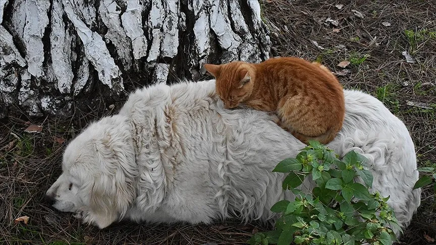 Ordu'da kedi ile köpeğin dostluğu görenleri şaşkına çeviriyor