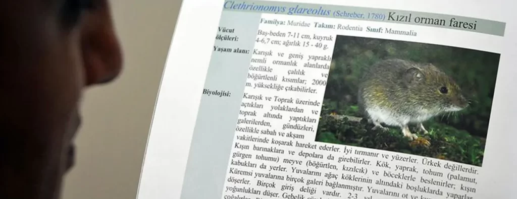 Çin'de 'hantavirüs'ten bir kişinin ölmesi salgın endişesine neden oldu