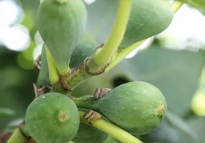 Yaz aylarında, daha çok akşam saatlerinde ortaya çıkan vampir kelebekler,