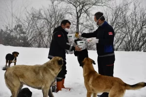 Osmangazi Belediyesi, karla kaplı Uludağ’da yiyecek bulmakta zorlanan sahipsiz köpekleri