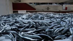 Balıkçılar, Zonguldak açıklarında avladıkları yaklaşık 10 ton hamsiyle limana döndü Kozlu ilçesindeki limana yanaşan