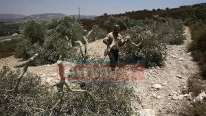 KUDÜS İşgal altındaki Batı Şeria'da Yahudi yerleşimciler, Filistinli bir çiftçiye