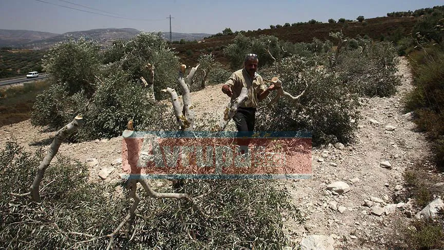 Yahudi yerleşimciler Filistinli çiftçinin zeytin fidanlarını söktü