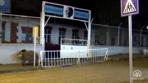 Kars'ın Sarıkamış ilçesinde, okul bahçesine giren bozayı görüntülendi. İnönü Mahallesi'ndeki