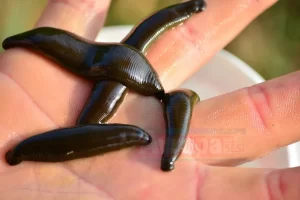 Baş ağrısına iyi geldiği iddia edilen sülükler Türkiye’den gelen yolcunun