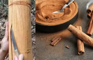 Dünyanın en popüler baharatlarından biri olan tarçının kaynağı, çoğu insanın