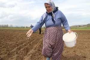 Konya'nın Beyşehir ilçesine bağlı Akçabelen Mahallesi'nde yaşayan çiftçiler, kullandıkları ata