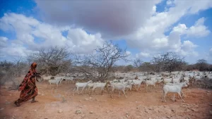 Kenya Ulusal Kuraklık Yönetim Ajansı (NDMA), kuraklık nedeniyle ülkedeki 2,6