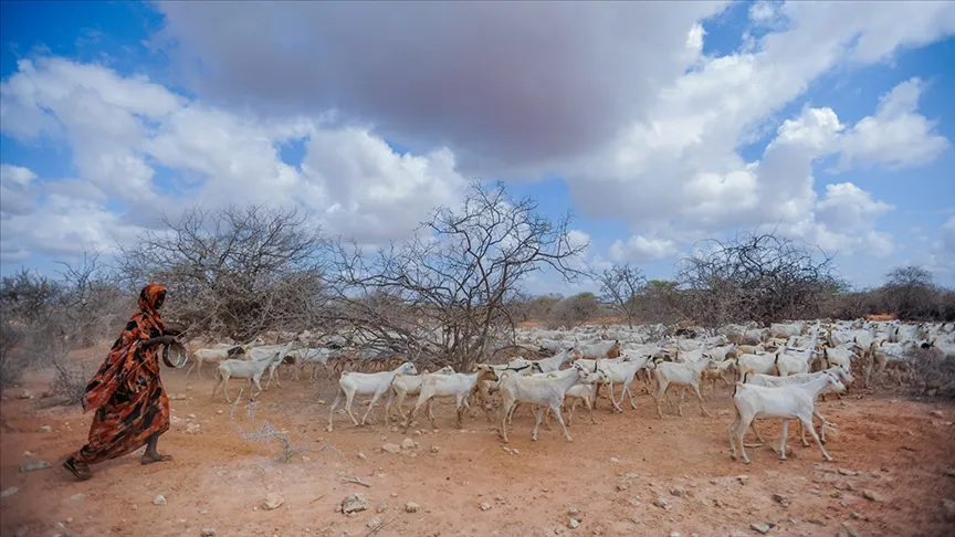 Kenya'da kuraklık nedeniyle hayvanlar ölüyor